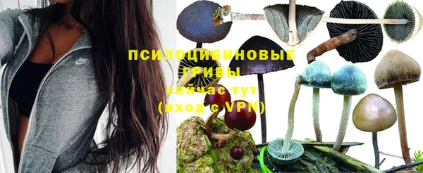 индика Алзамай